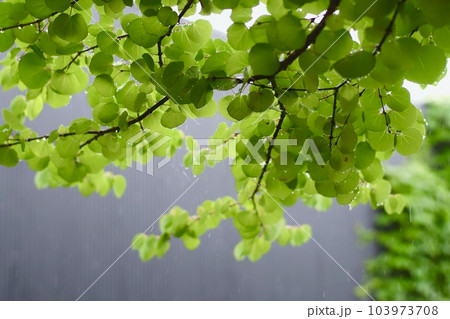 爽やかな新緑のグリーン 103973708