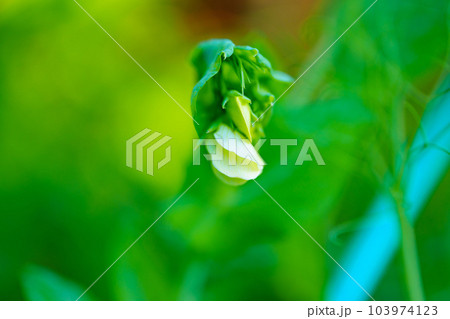 macro shooting. A small white flower of green peas. macro shooting. A small white flower of green peas. 103974123