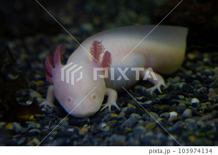 水中にいるウーパールーパー、メキシコサンショウウオ、メキシコサラマンダー 103974134