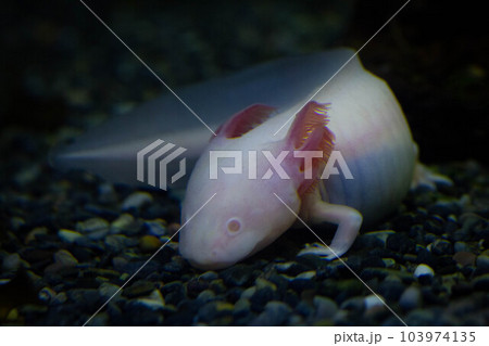 水中にいるウーパールーパー、メキシコサンショウウオ、メキシコサラマンダー 103974135