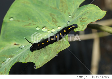 サトイモやホウセンカの葉を食べる、セスジスズメの幼虫 103974205
