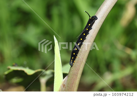 サトイモやホウセンカの葉を食べる、セスジスズメの幼虫 103974212