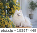花と犬 103974449