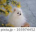 花と犬 103974452