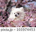 桜と犬 103974453