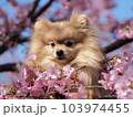 桜と犬 103974455