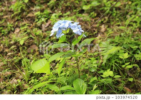 日本一の下田アジサイ祭り 103974520