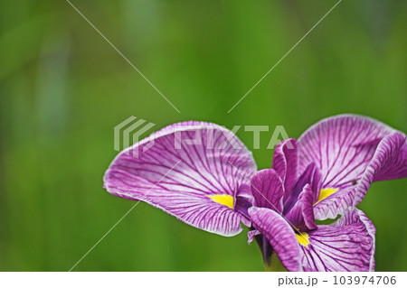 花菖蒲の花 103974706