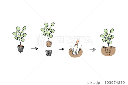 苗の植え替え手順 103974830
