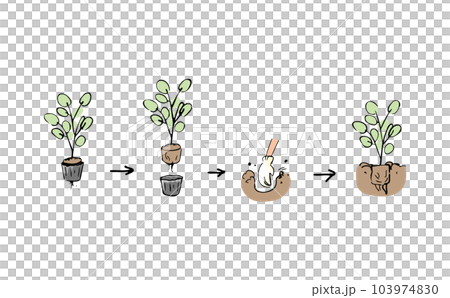 苗の植え替え手順 103974830