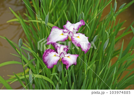 花菖蒲の花 花菖蒲の花 103974885