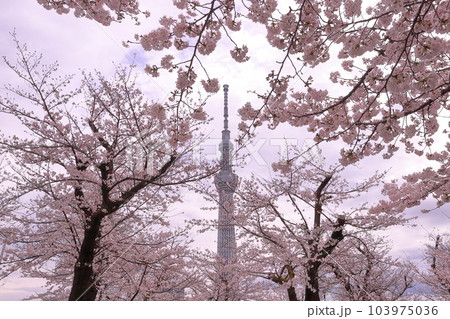 東京都台東区花川戸 桜の名所の台東区立隅田公園 満開のソメイヨシノ越しのスカイツリー 東京都台東区花川戸 桜の名所の台東区立隅田公園 満開のソメイヨシノ越しのスカイツリー 103975036