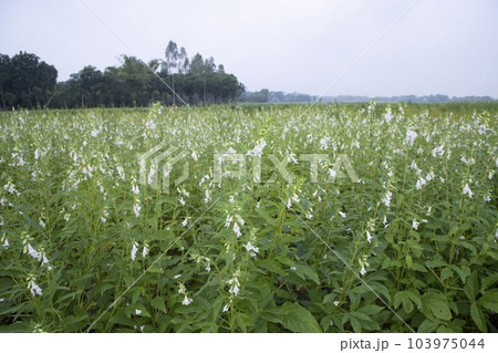 Natural Landscape view of blooming white Sesame flowers planted Natural Landscape view of blooming white Sesame flowers planted 103975044