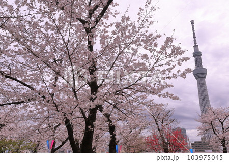 東京都台東区花川戸 桜の名所の台東区立隅田公園 満開のソメイヨシノ越しのスカイツリー 東京都台東区花川戸 桜の名所の台東区立隅田公園 満開のソメイヨシノ越しのスカイツリー 103975045
