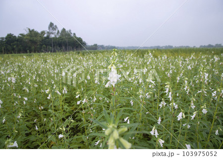 Natural Landscape view of blooming white Sesame flowers planted Natural Landscape view of blooming white Sesame flowers planted 103975052