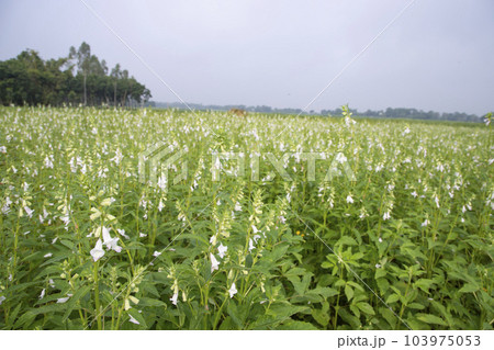 Natural Landscape view of blooming white Sesame flowers planted Natural Landscape view of blooming white Sesame flowers planted 103975053