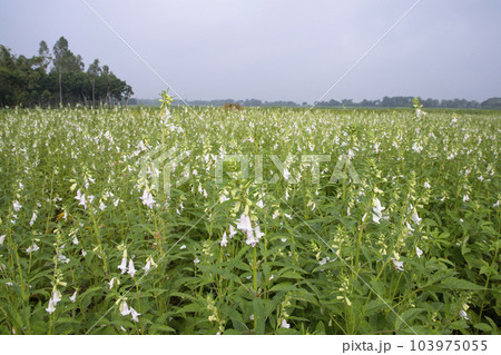 Natural Landscape view of blooming white Sesame flowers planted 103975055