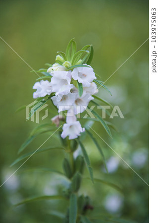 Sesame white flowers in the garden tree Sesame white flowers in the garden tree 103975063