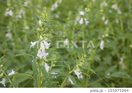 Sesame white flowers in the garden tree Sesame white flowers in the garden tree 103975064