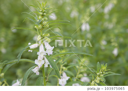 Sesame white flowers in the garden tree Sesame white flowers in the garden tree 103975065