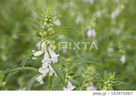 Sesame white flowers in the garden tree Sesame white flowers in the garden tree 103975067