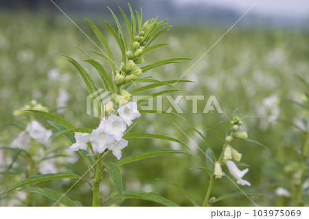 Sesame white flowers in the garden tree Sesame white flowers in the garden tree 103975069