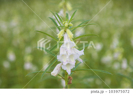 Sesame white flowers in the garden tree Sesame white flowers in the garden tree 103975072