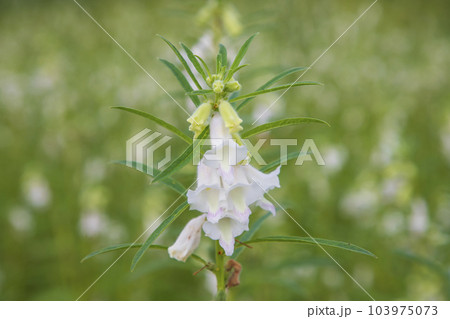 Sesame white flowers in the garden tree Sesame white flowers in the garden tree 103975073