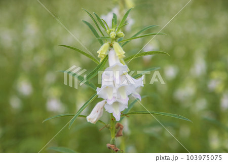 Sesame white flowers in the garden tree Sesame white flowers in the garden tree 103975075