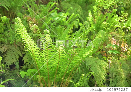 葉を広げたシダ 103975287