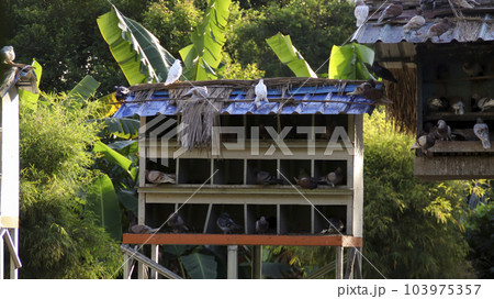 Wooden pigeon dove bird house standing outdoor at the garden. 103975357