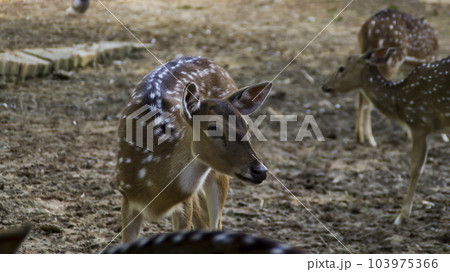Young Chital deer or Cheetal deer or Spotted deer or axis deer in the nature reserve or zoo park. 103975366