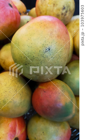 Pile of Australian mangoes display at the market. Pile of Australian mangoes display at the market. 103975603