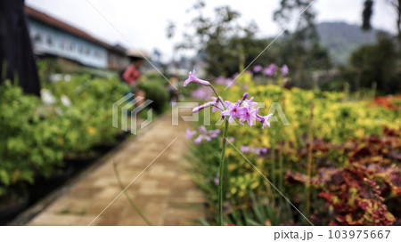 Tulbaghia violacea or Society Garlic bright purple flower star shape blooming at the garden. 103975667