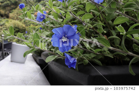 Shaggy dwarf morning glory or Evolvulus nuttallianus blue flower blooming in a square pot. Shaggy dwarf morning glory or Evolvulus nuttallianus blue flower blooming in a square pot. 103975742