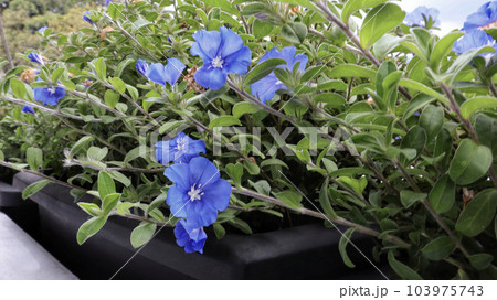 Shaggy dwarf morning glory or Evolvulus nuttallianus blue flower blooming in a square pot. Shaggy dwarf morning glory or Evolvulus nuttallianus blue flower blooming in a square pot. 103975743