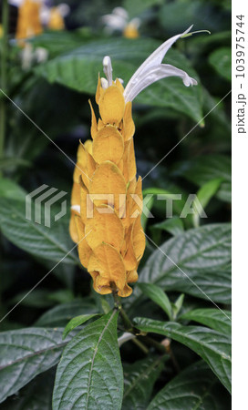 Exotic Acanthaceae plant, yellow Pachystachys lutea flower blooming usualy as ornamental plant at the garden, park and houseplant. 103975744