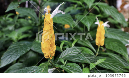 Exotic Acanthaceae plant, yellow Pachystachys lutea flower blooming usualy as ornamental plant at the garden, park and houseplant. Exotic Acanthaceae plant, yellow Pachystachys lutea flower blooming usualy as ornamental plant at the garden, park and houseplant. 103975746