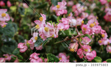 Beautiful pink wax begonia flower blooming at the garden. Beautiful pink wax begonia flower blooming at the garden. 103975803