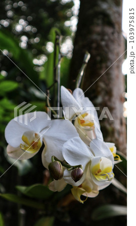 White Orchid Phalaenopsis branch Cascade at the tree. White Orchid Phalaenopsis branch Cascade at the tree. 103975815