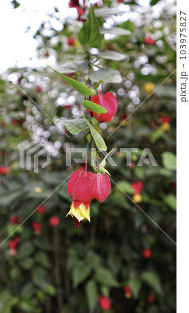Abutilon megapotamicum red yellow flowers blooming at the garden. 103975827