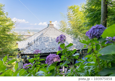鎌倉市　長谷寺と満開の紫陽花 103975858
