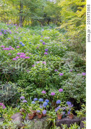 鎌倉市　長谷寺と満開の紫陽花 103975868