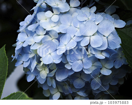 青いパステルカラーの紫陽花 青いパステルカラーの紫陽花 103975883