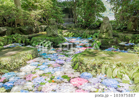 鎌倉市　長谷寺　卍池 103975887