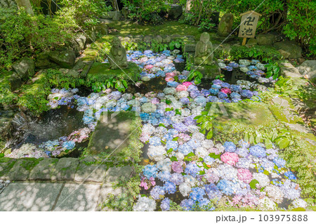 鎌倉市　長谷寺　卍池 103975888