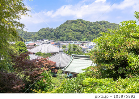 鎌倉市 長谷寺と満開の紫陽花 鎌倉市 長谷寺と満開の紫陽花 103975892