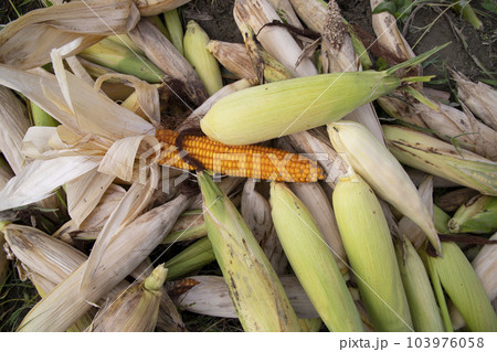 an agriculture texture background concept of ripe organic Corn cobs in the field an agriculture texture background concept of ripe organic Corn cobs in the field 103976058