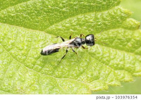 Aphid wasp on leaf, Pulverro indica, Sanwal 1952, Satara, Maharashtra, India Aphid wasp on leaf, Pulverro indica, Sanwal 1952, Satara, Maharashtra, India 103976354