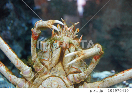 怪獣のようなタカアシガニの写真素材 [103976410] - PIXTA